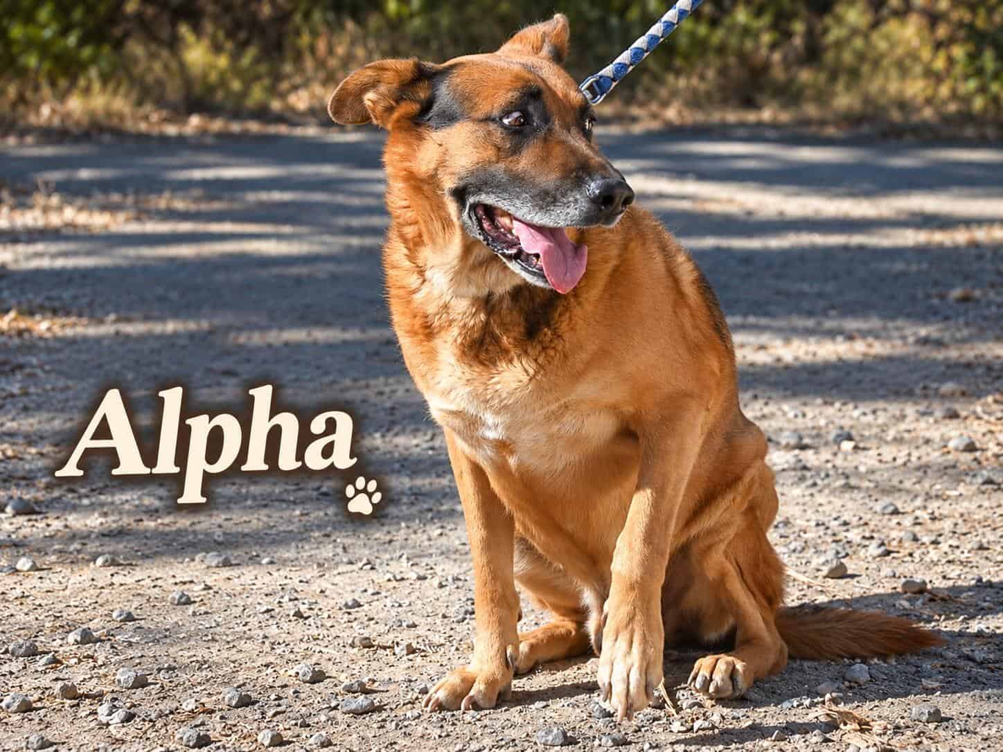 Alpha, ein treuer Freund und Begleiter