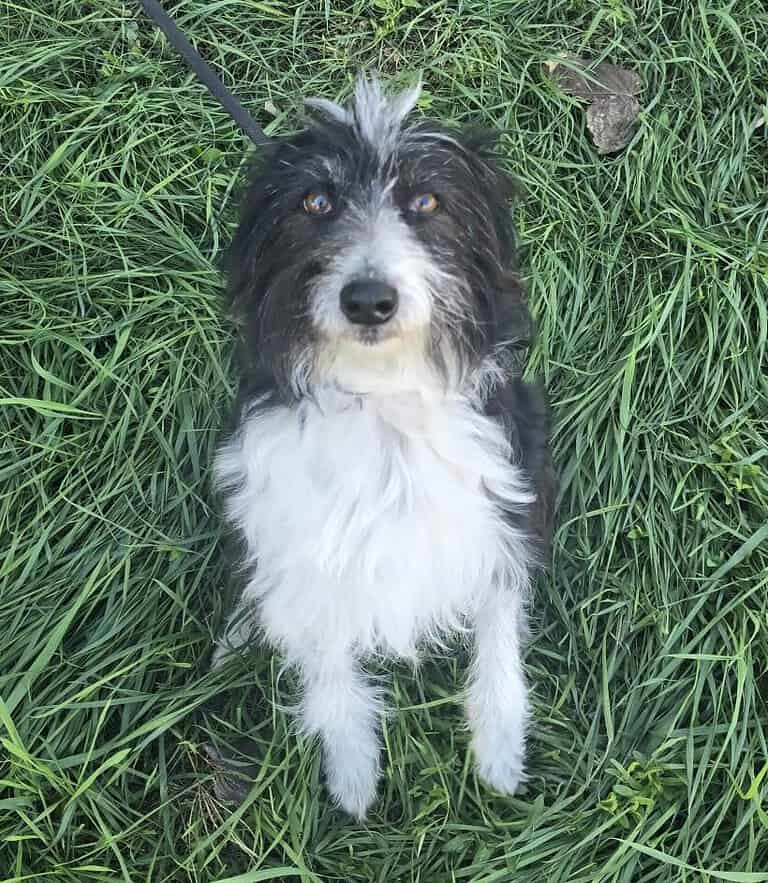 Birdie - Potential zum Familienhund