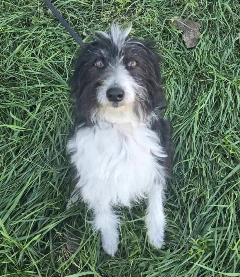 Birdie - Potential zum Familienhund