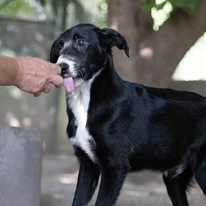 Cooper