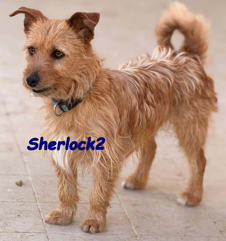 Sherlock2 - zurückhaltend 07/24 ESP